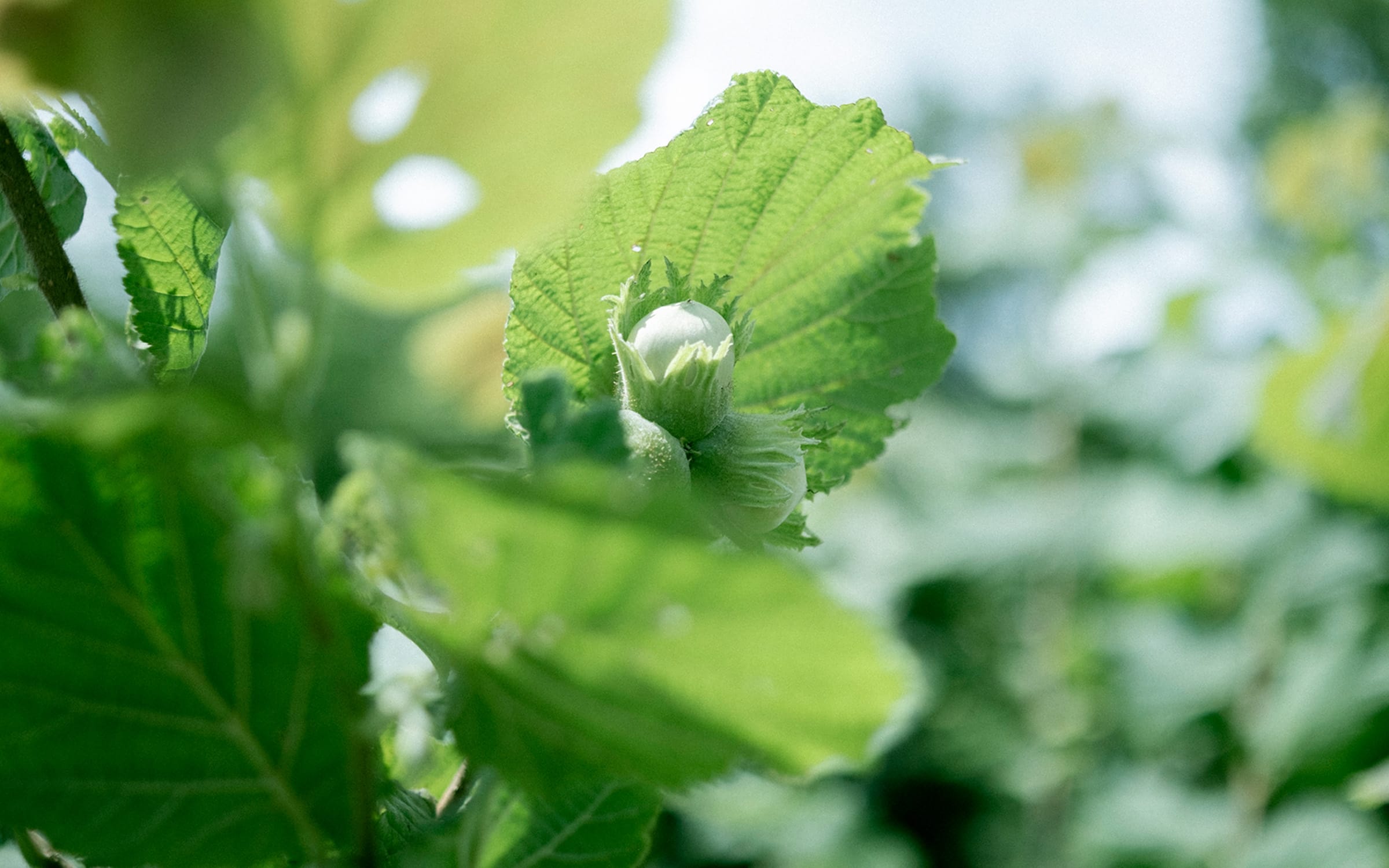 「シルクスィート」と「種子島べに芋」の植え付け